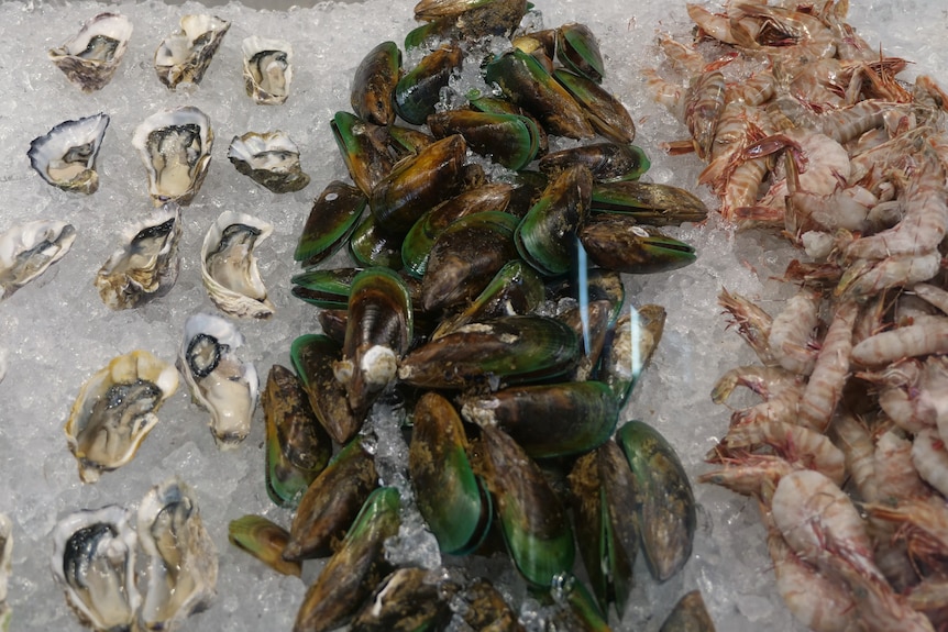 oysters, mussels, and prawns laid on ice
