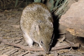 A small brown marsupial among bark on the ground.