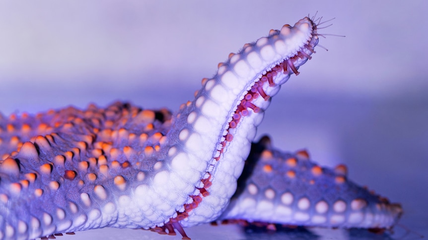 A close-up photo of a purple starfish with orange spots, with one of it arms raised in the air like an elephant trunk.