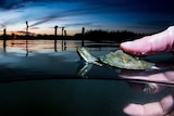 A hand holds a baby freshwater turtle on the water surface with a sweeping sky in the background.
