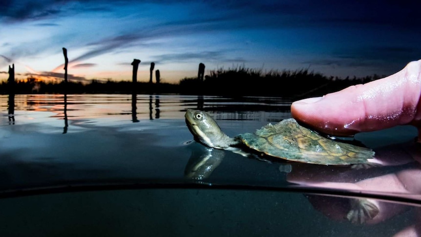 A hand holds a baby freshwater turtle on the water surface with a sweeping sky in the background.