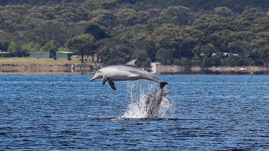 A pair of dolphins frolic in the water.