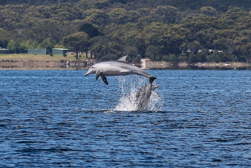 A pair of dolphins frolic in the water.