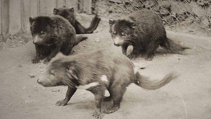 Tasmanian devils in a cage.