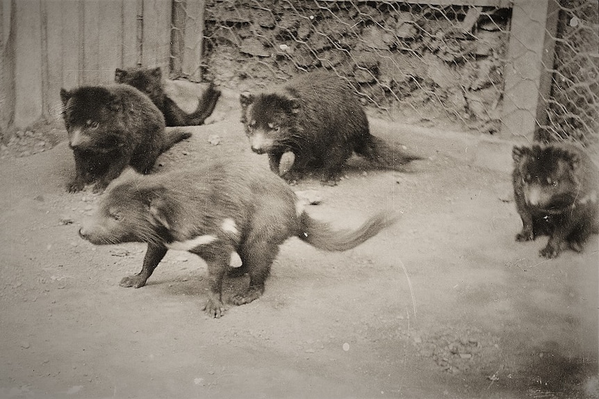 Tasmanian devils in a cage.