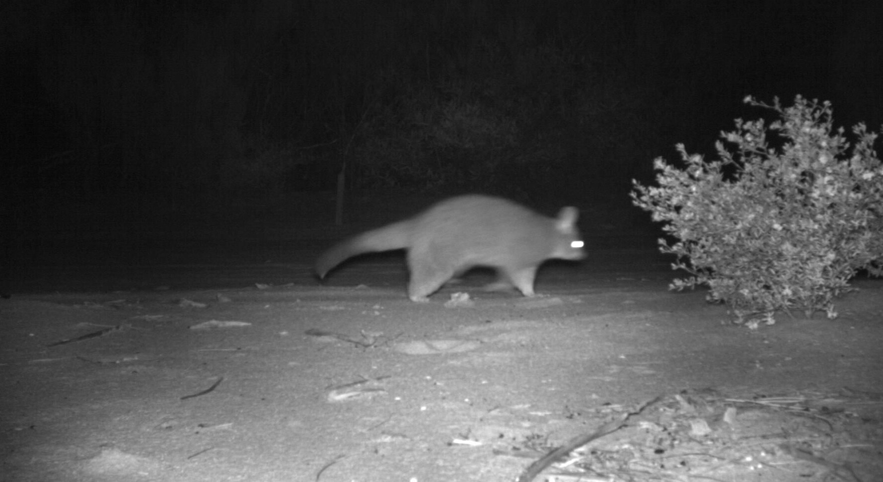 black and white image of brushtail possum