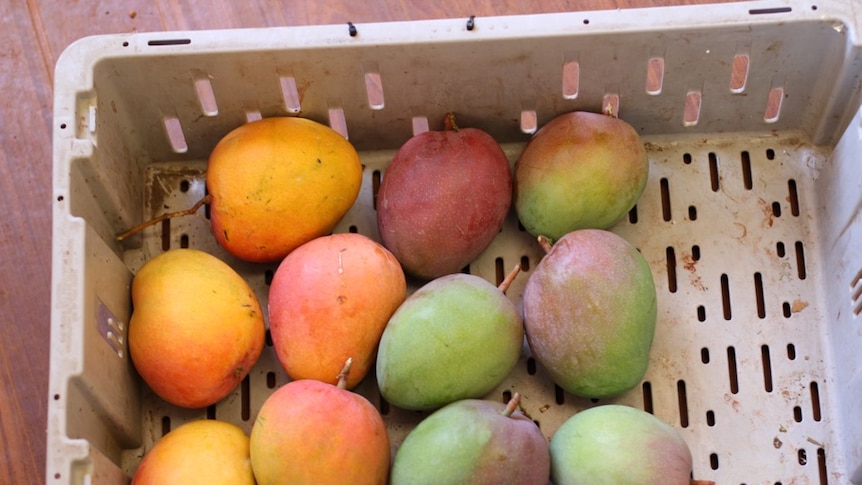two varieties of mangoes in a box