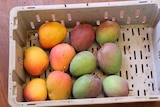 two varieties of mangoes in a box