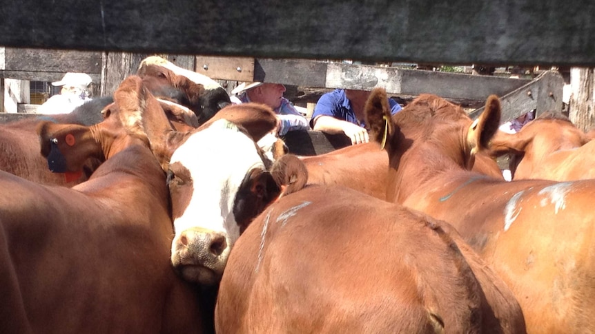 Droughtmaster breeders get bulls certified as 'BJD free'