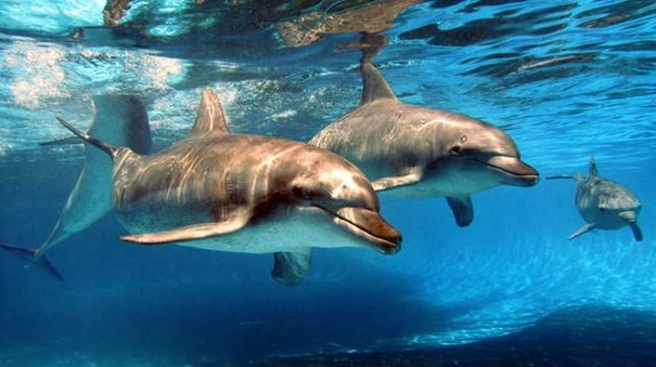 Coffs Harbour dolphin park in the sights of conservationists