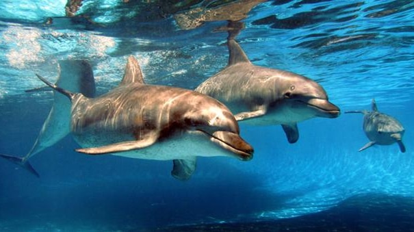 Dolphins