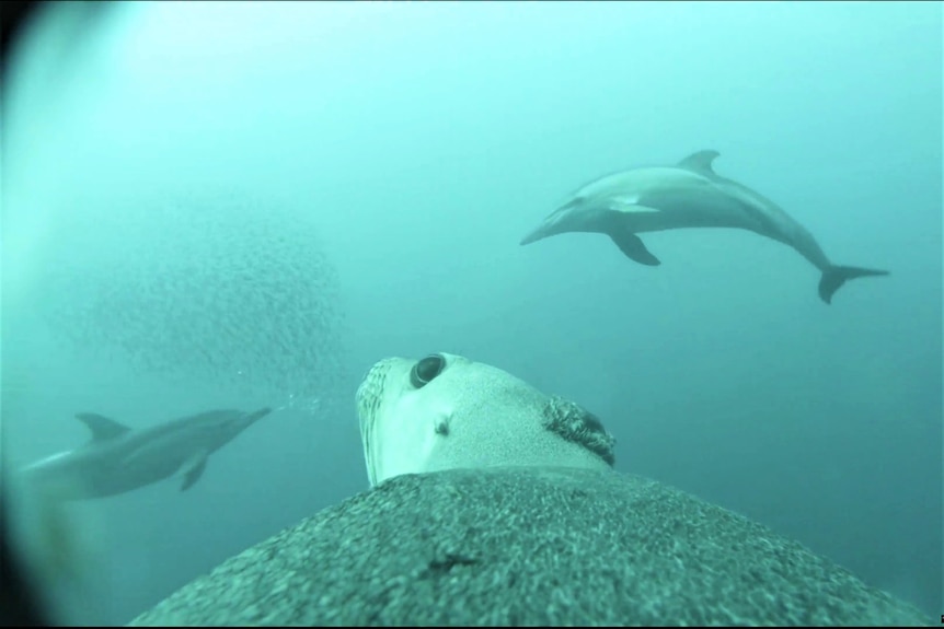View of sea lion showing sea lion head looking at two dolphins and a ball of bait fish
