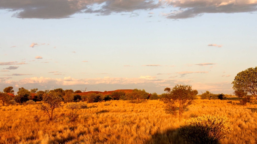 A small light brown rocky outcrop nestled among dry desolate bush landscape.