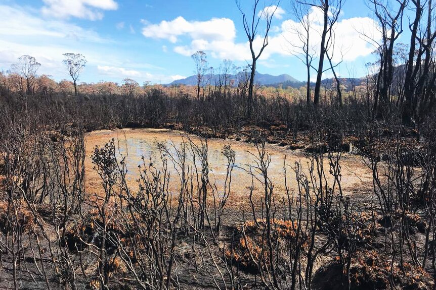 Charred vegetation at the Gell River fire