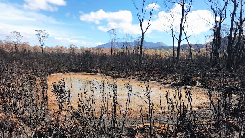 Charred vegetation at the Gell River fire