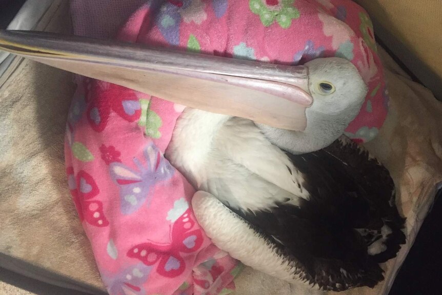 a sick pelican lays on a blanket