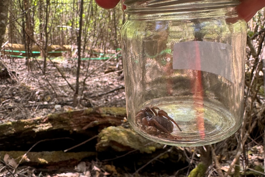 A jar containing a spider being held up.