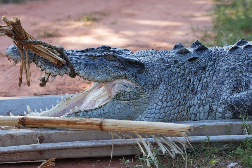 Close-up of a crocodile's head with a rope tied around its upper jaw.
