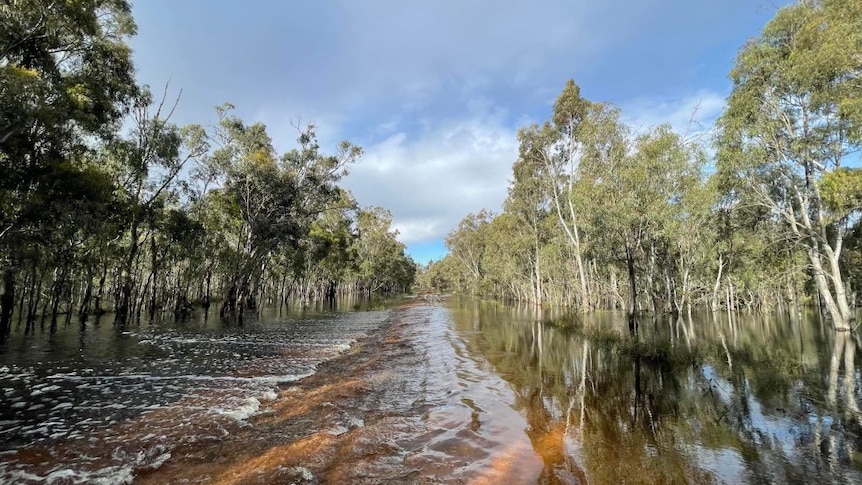 Flood bank levee is covered by water on a property in Moulamein in South West NSW