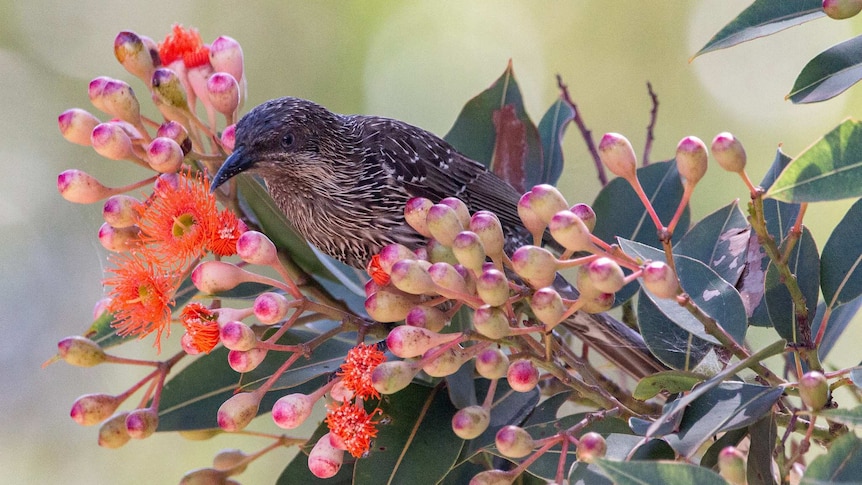 A Little Wattlebird with brown and white speckled plumage perched on the branch of a flowering gum tree.