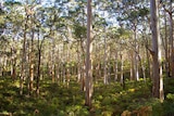 Karri forest in the south west of Western Australia