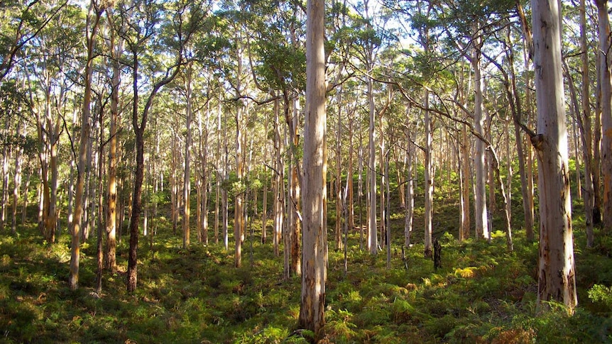 Karri forest in the south west of Western Australia