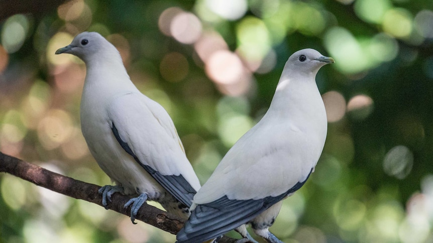 Image of two white Torresian pigeons standing back to back