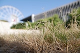 artsy close up of dead grass with the Brisbane eye in the background