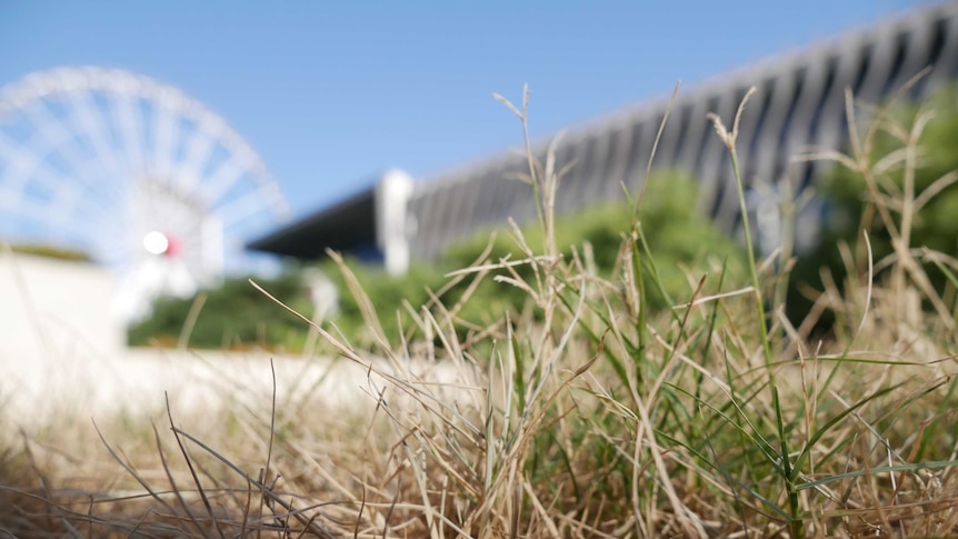 artsy close up of dead grass with the Brisbane eye in the background