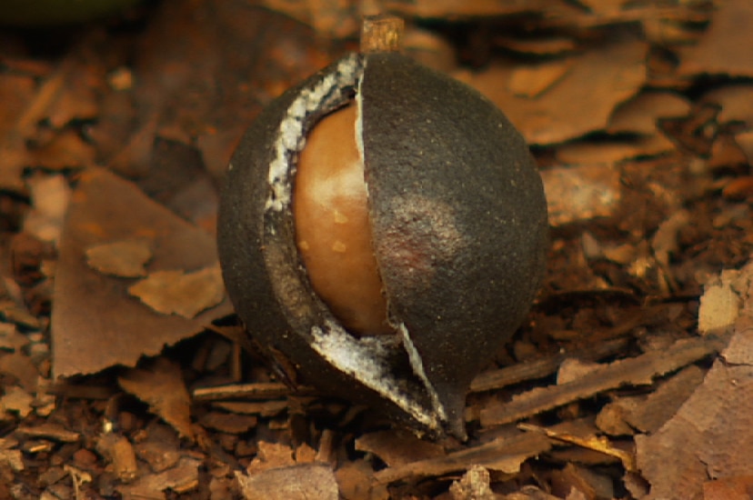 Macadamia nut