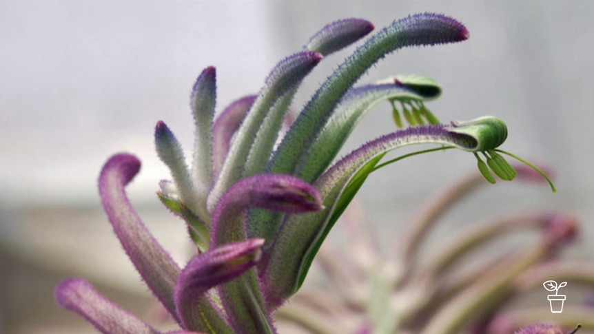 Close up image of brightly-coloured Kangaroo paw flower