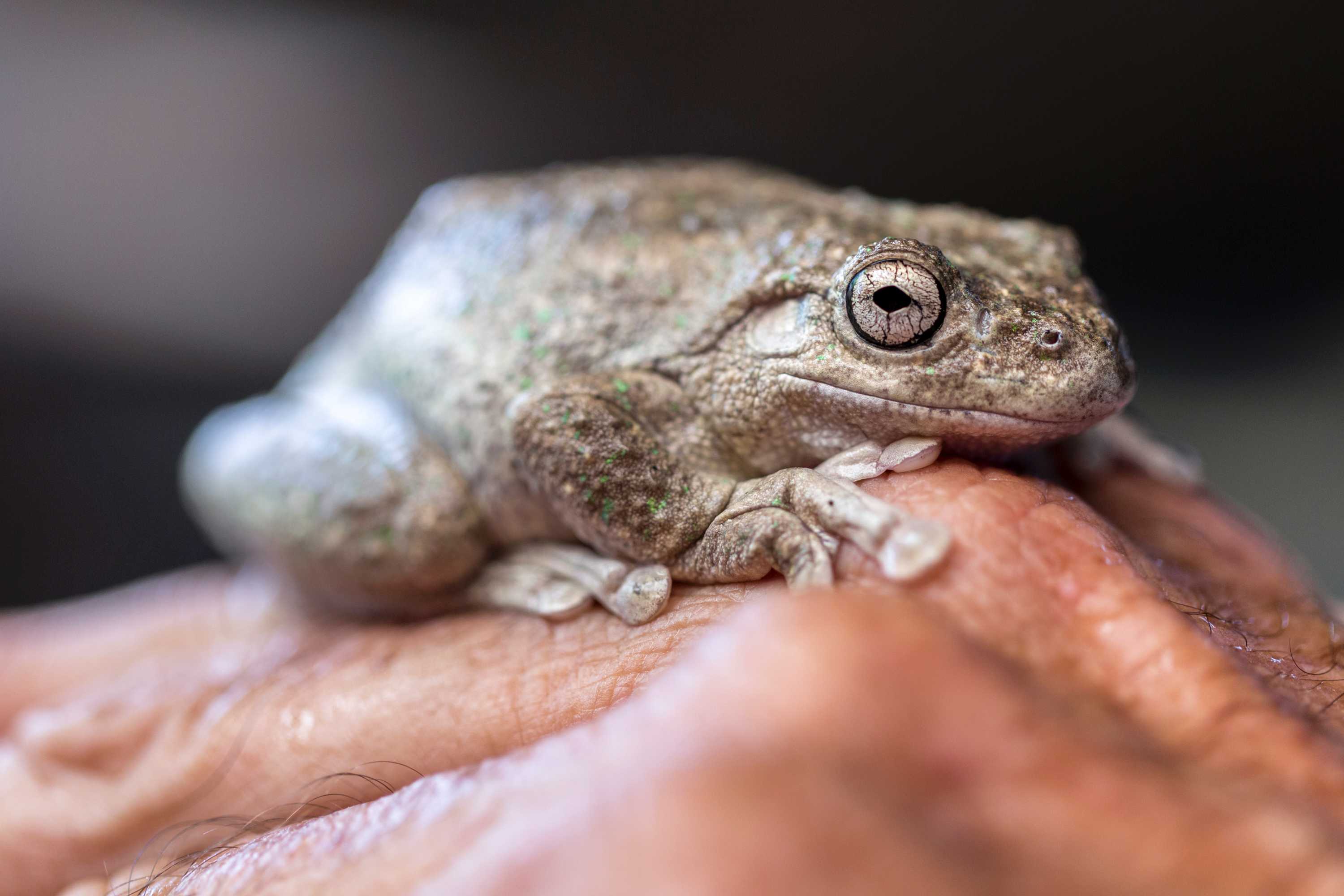 Banana box frog rescue service - ABC listen