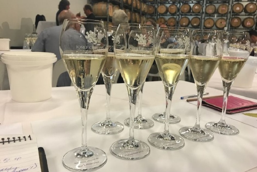 A series of wine glasses holding sparkling wine.