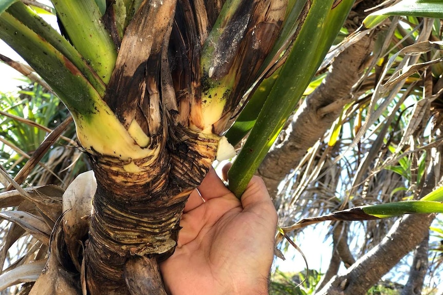 A man's hand holds a pandanus plant and a small white insect covered in a fine white web is clearly visible.