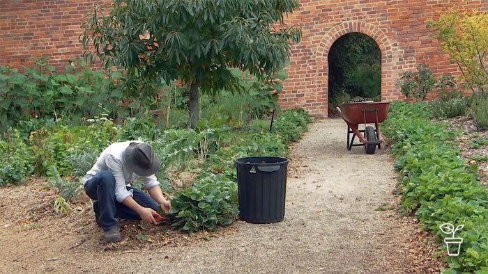 Man in hat tending to plants in a garden