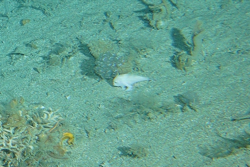 A small, handfish on the seafloor