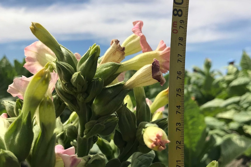 A close-up shot of a measuring tape being held up against a pink flower at the top of a tobacco plant.