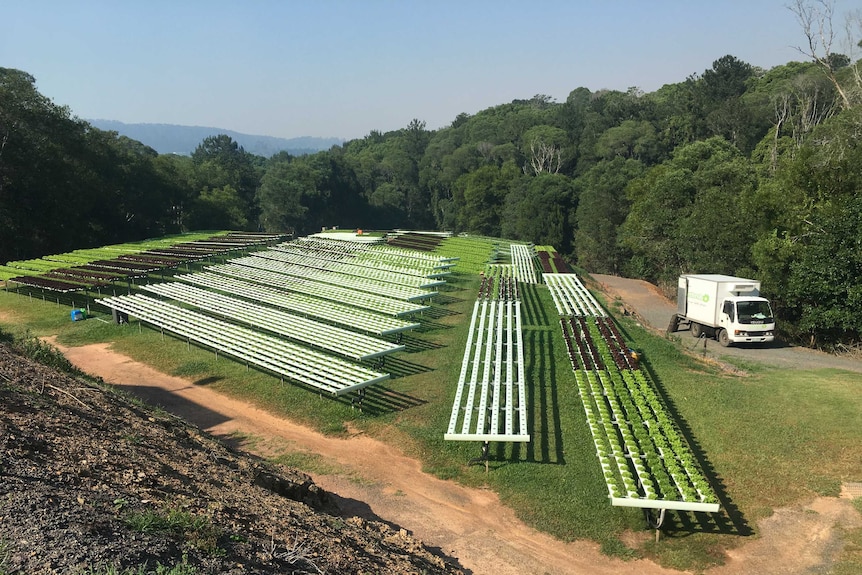 A hydroponic lettuce farm on the Sunshine Coast