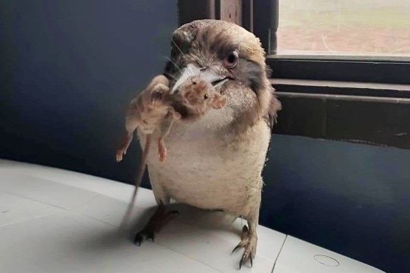 A kookaburra with a mouse in its beak.