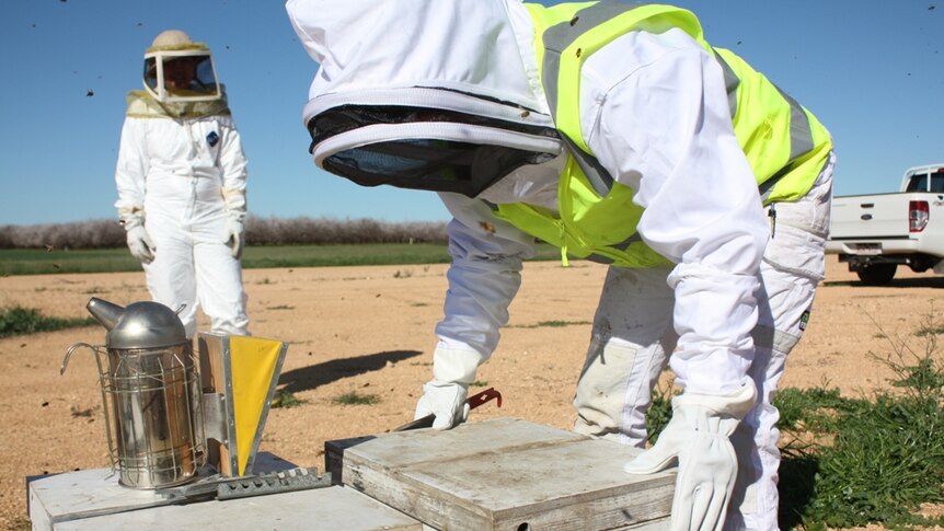 Biosecurity officers are inspecting bee hives at a Select Harvest almond orchard.