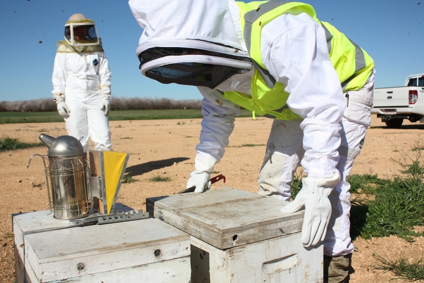 Biosecurity officers are inspecting bee hives at a Select Harvest almond orchard.