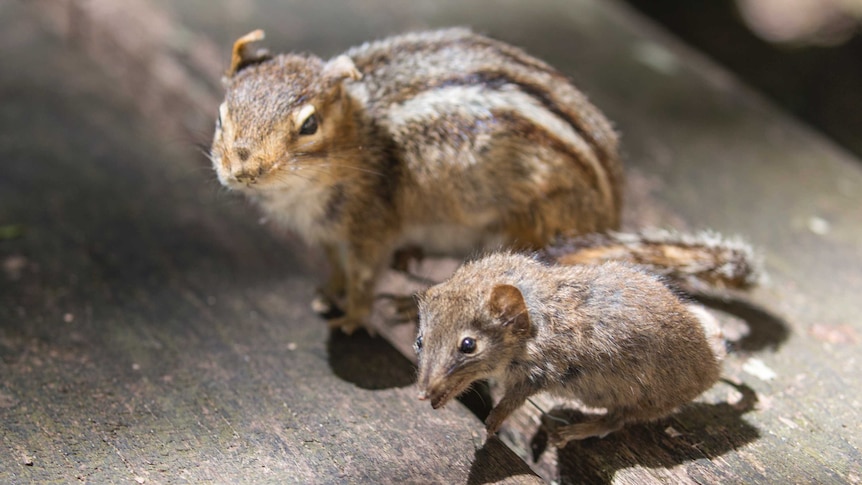 A taxidermied chipmunk and antechinus