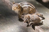 A taxidermied chipmunk and antechinus