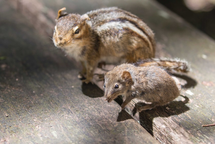 A taxidermy chipmunk and an antechinus meet in a bar