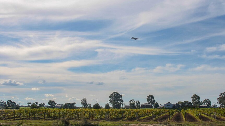 Vineyard and plane flying over Woodbridge