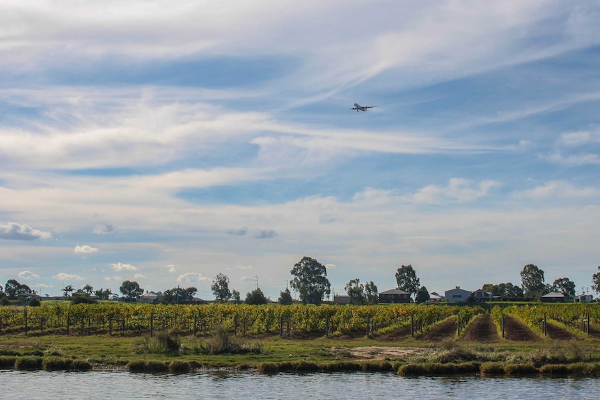 Vineyard and plane flying over Woodbridge