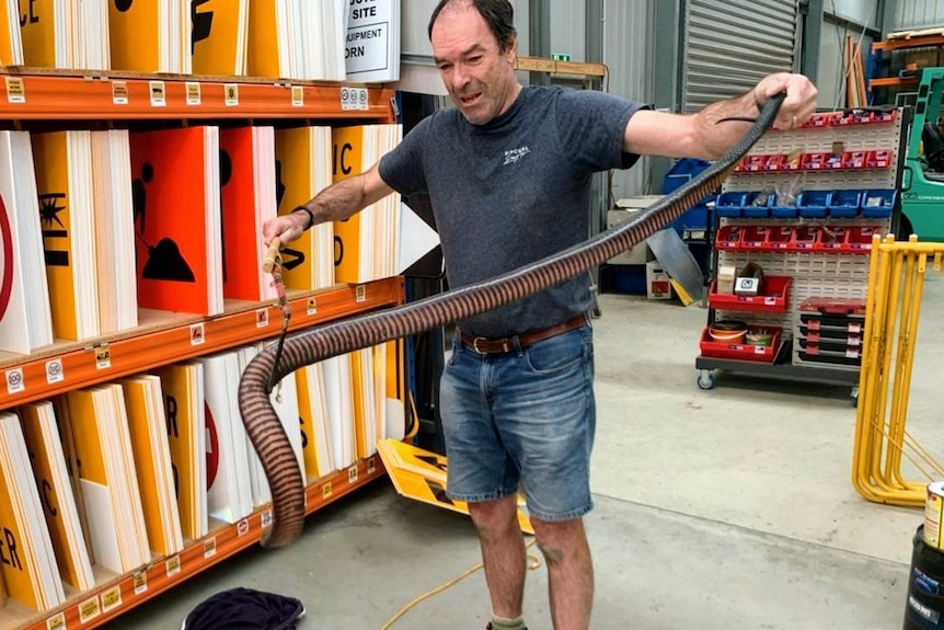 Massive big snake in Bairnsdale warehouse