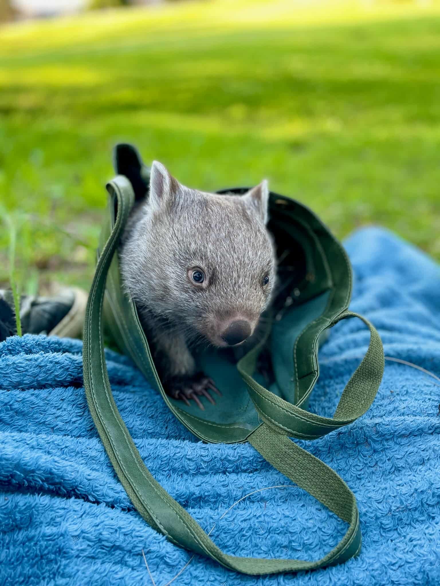A baby wombat crawling out of a green handbag on a picnic rug