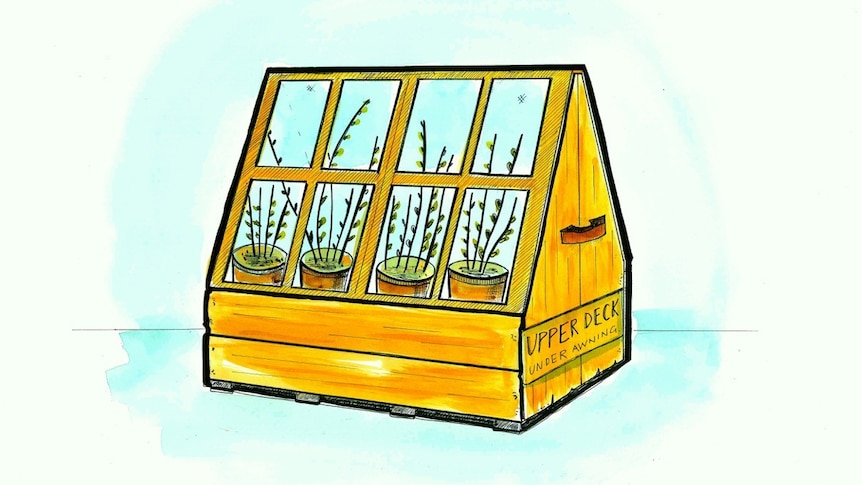 Illustration of a Wardian case, a miniature greenhouse