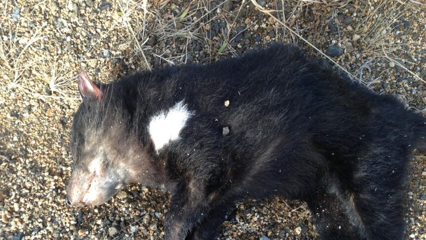 A juvenile Tasmanian devil killed on a public road
